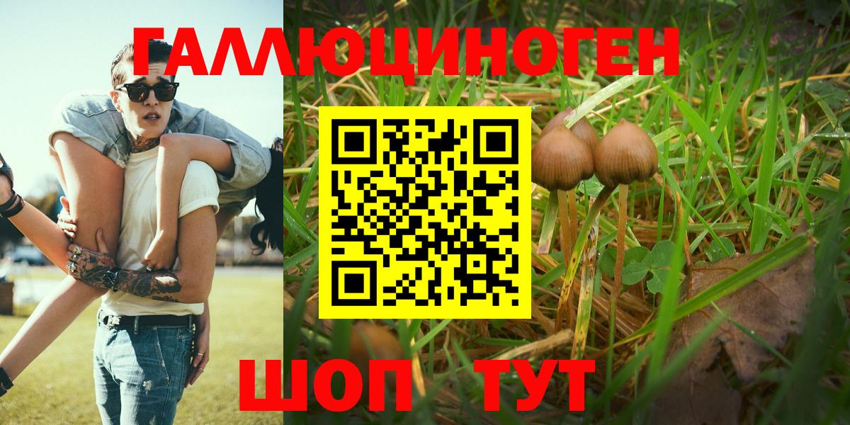 Псилоцибиновые грибы Psilocybe Протвино